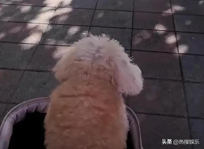 梅发声首次公开俩孩子居住环境小杨阿姨回怼黑粉为大S和马筱(图6)